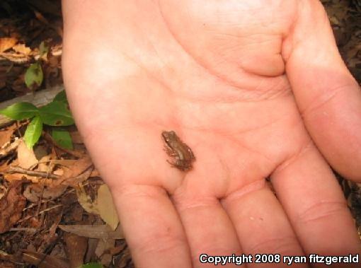 Upland Chorus Frog (Pseudacris feriarum feriarum)