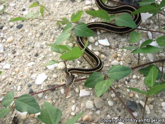 Eastern Ribbonsnake (Thamnophis sauritus sauritus)