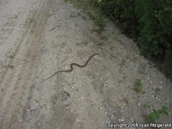 Eastern Ribbonsnake (Thamnophis sauritus sauritus)