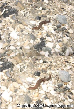 Little Brown Skink (Scincella lateralis)