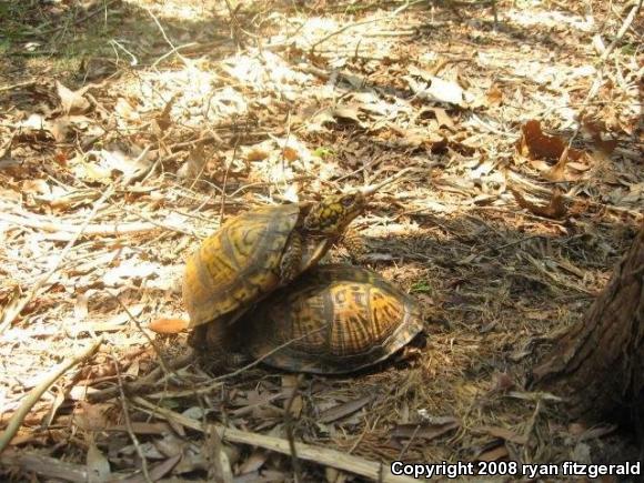 Eastern Box Turtle (Terrapene carolina carolina)