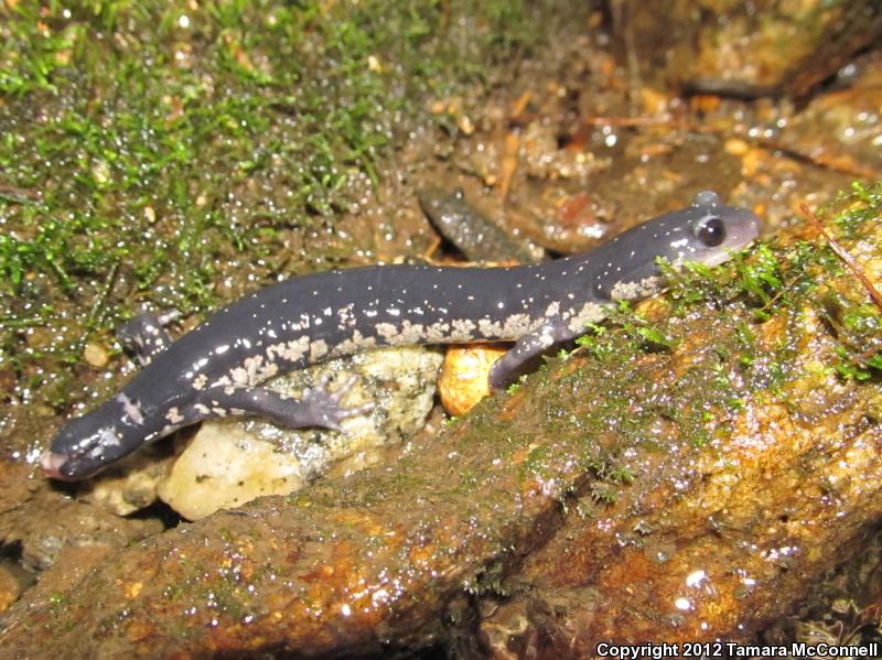 Chattahoochee Slimy Salamander (Plethodon chattahoochee)