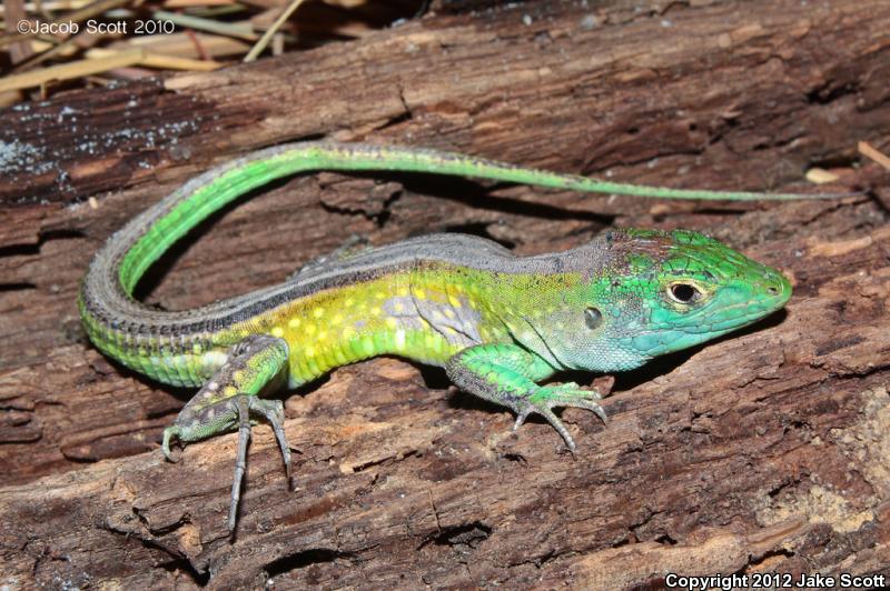 Rainbow Whiptail (Cnemidophorus lemniscatus)