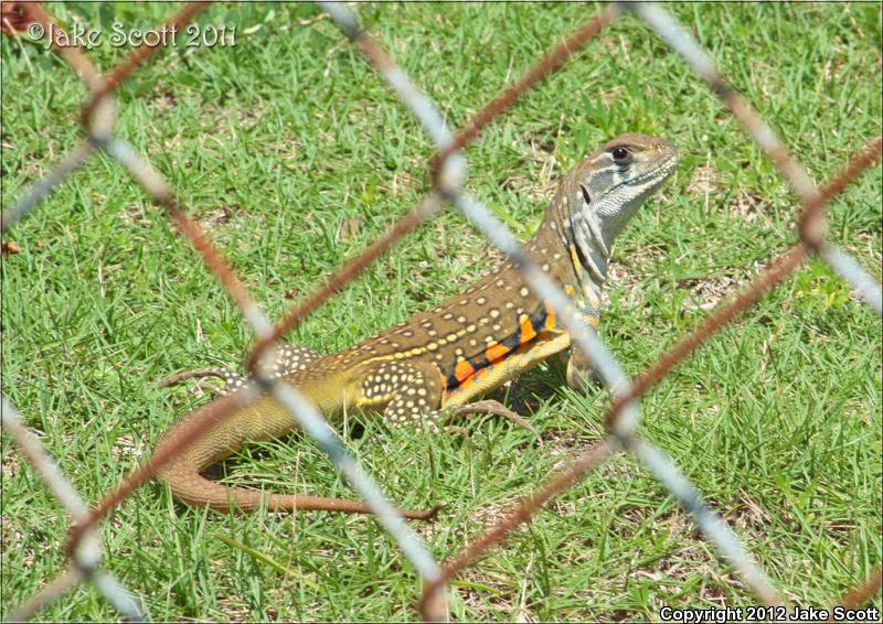 Butterfly Lizard (Leiolepis belliana)