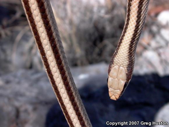 Mountain Patch-nosed Snake (Salvadora grahamiae grahamiae)