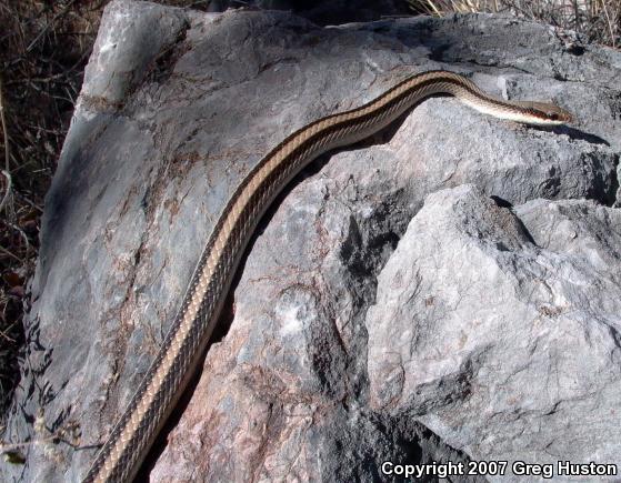 Mountain Patch-nosed Snake (Salvadora grahamiae grahamiae)