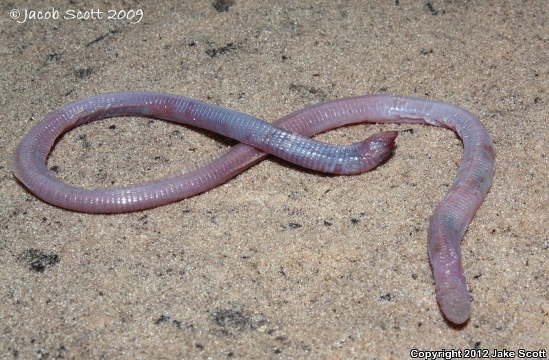 Florida Worm Lizard (Rhineura floridana)