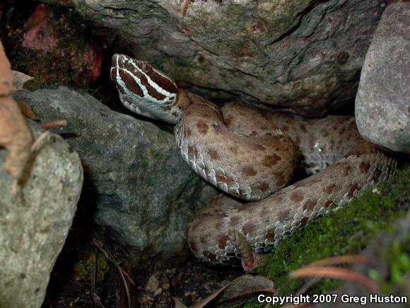 Arizona Ridge-nosed Rattlesnake (Crotalus willardi willardi)