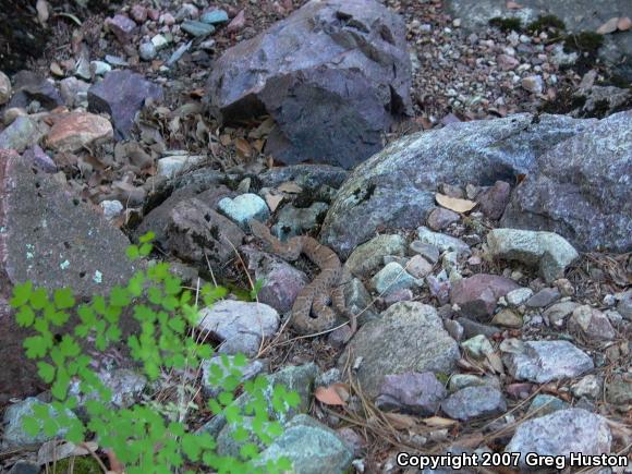 Arizona Ridge-nosed Rattlesnake (Crotalus willardi willardi)