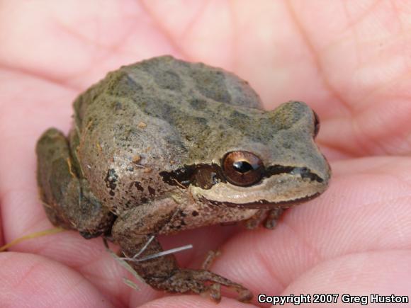 Northern Pacific Treefrog (Pseudacris regilla)