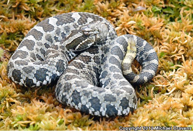 Eastern Massasauga (Sistrurus catenatus catenatus)