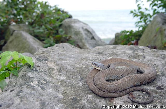 Lake Erie Watersnake (Nerodia sipedon insularum)