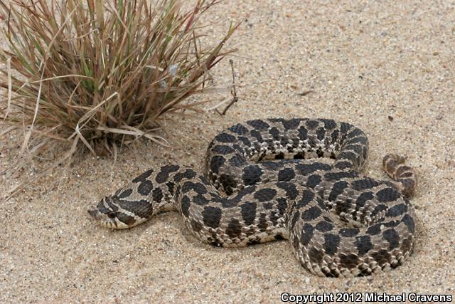 Dusty Hog-nosed Snake (Heterodon gloydi)