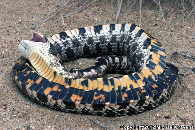 Dusty Hog-nosed Snake (Heterodon gloydi)