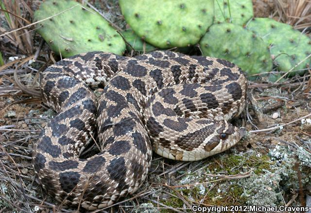 Dusty Hog-nosed Snake (Heterodon gloydi)