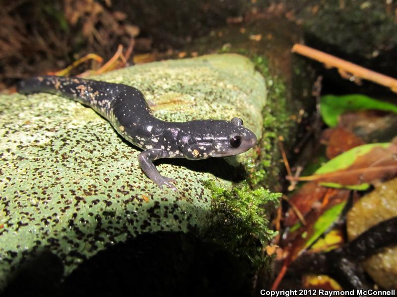 Chattahoochee Slimy Salamander (Plethodon chattahoochee)