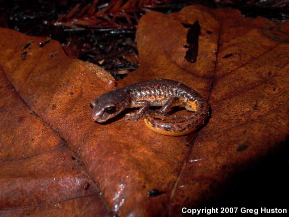 Painted Ensatina (Ensatina eschscholtzii picta)