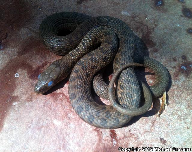 Narrow-headed Gartersnake (Thamnophis rufipunctatus)