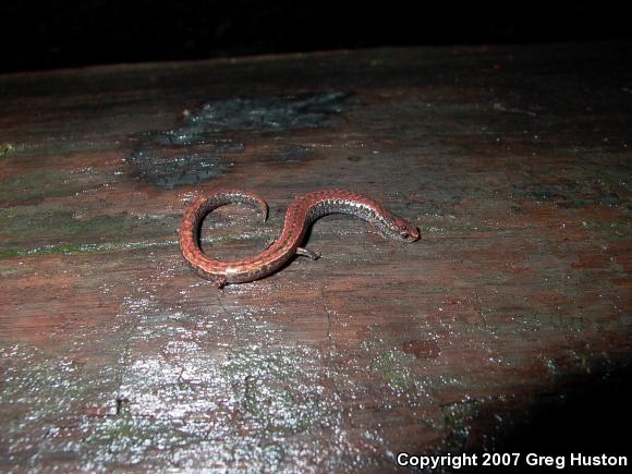 California Slender Salamander (Batrachoseps attenuatus)