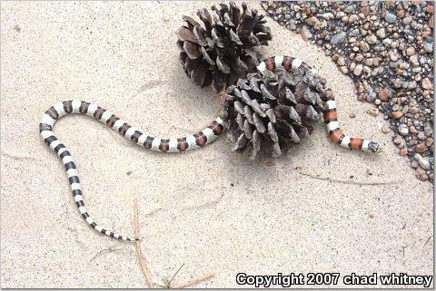 Pale Milksnake (Lampropeltis triangulum multistriata)