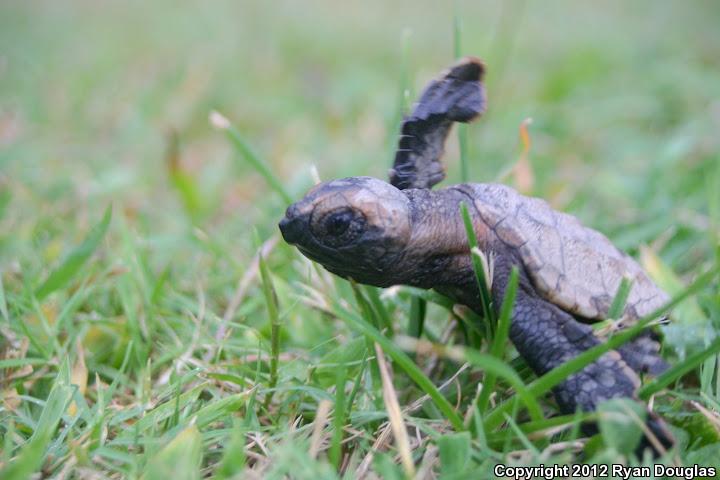 Atlantic Hawksbill Sea Turtle (Eretmochelys imbricata imbricata)