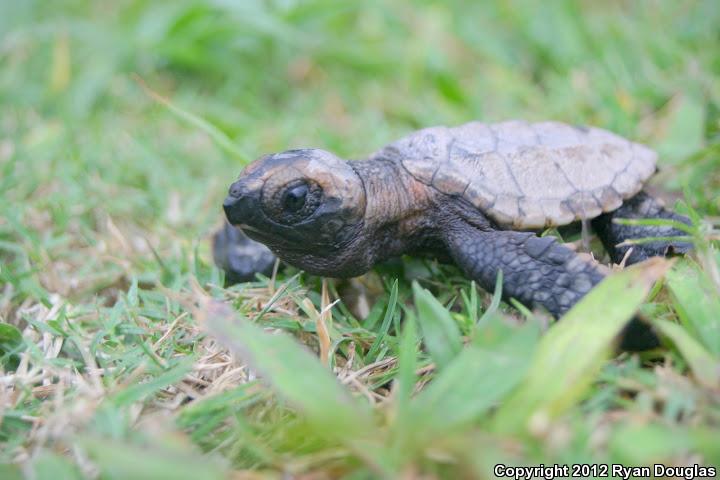 Atlantic Hawksbill Sea Turtle (Eretmochelys imbricata imbricata)