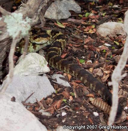 Northern Black-tailed Rattlesnake (Crotalus molossus molossus)