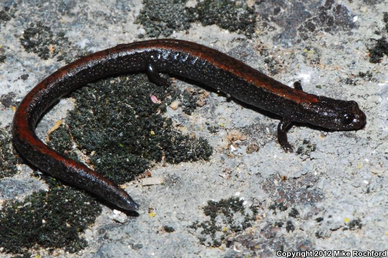 Relictual Slender Salamander (Batrachoseps relictus)