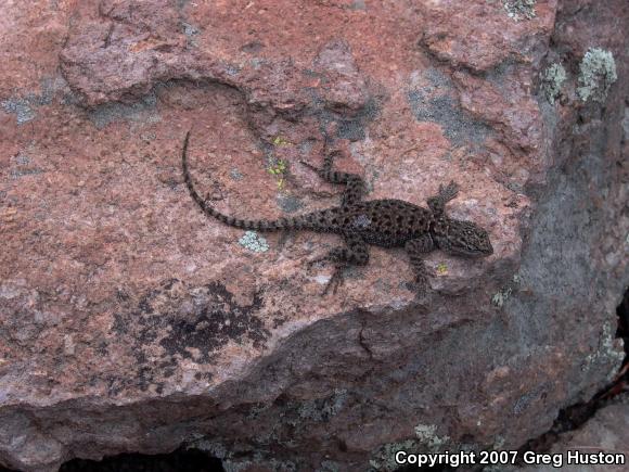 Yarrow's Lizard (Sceloporus jarrovii)