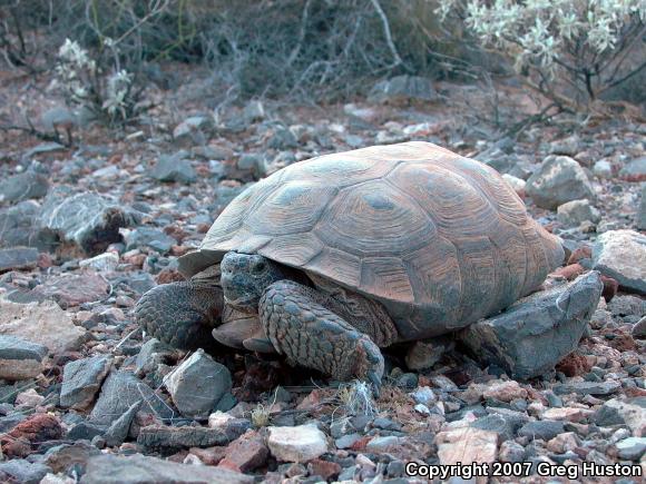 Desert Tortoise (Gopherus agassizii)