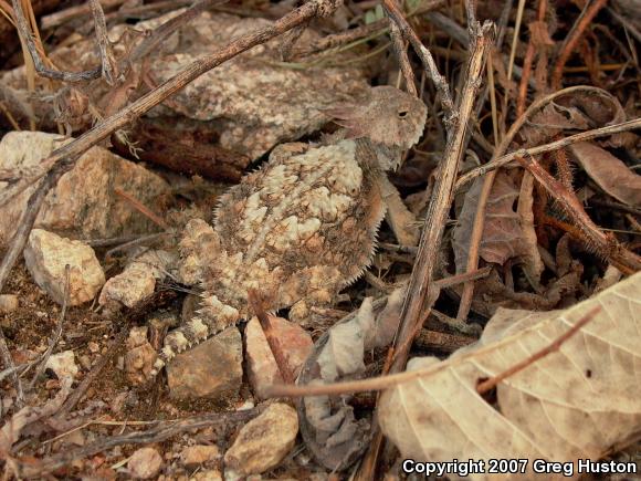 Regal Horned Lizard (Phrynosoma solare)