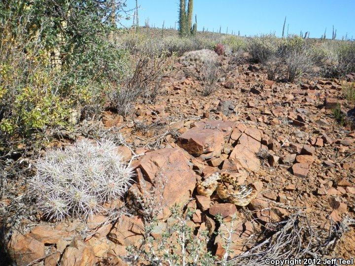 Baja California Gophersnake (Pituophis catenifer bimaris)