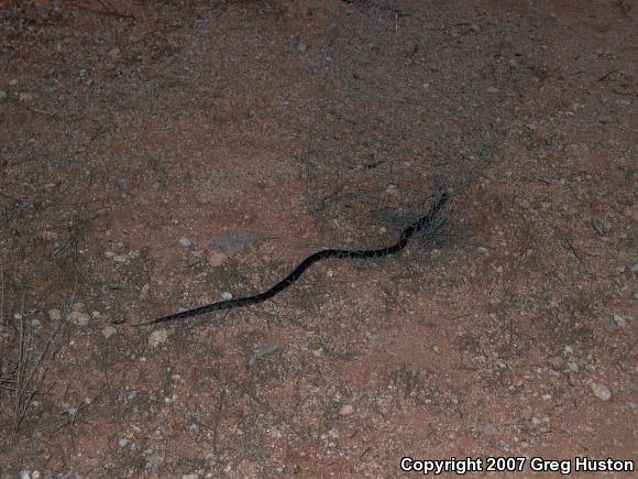 Common Kingsnake (Lampropeltis getula)