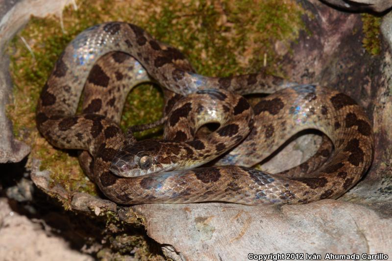 Bresson's Splendid Cat-eyed Snake (Leptodeira splendida bressoni)