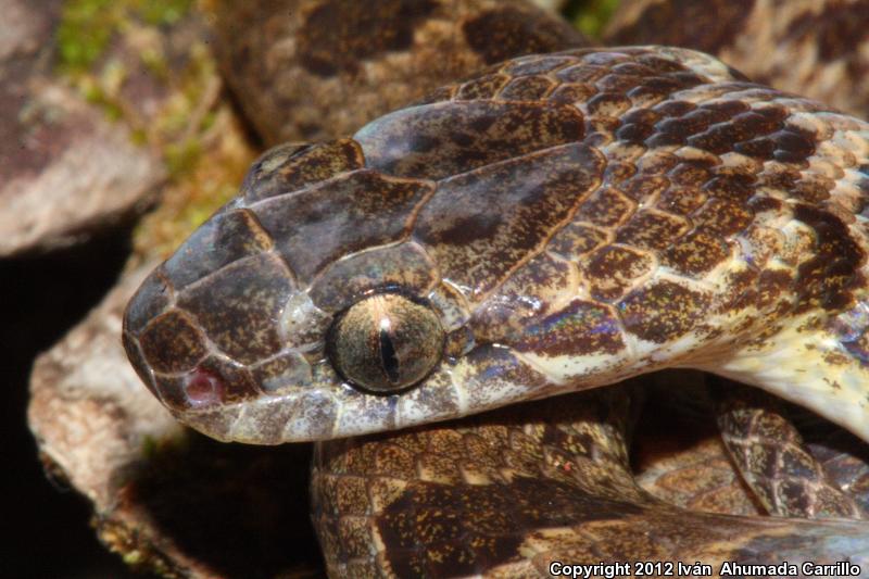 Bresson's Splendid Cat-eyed Snake (Leptodeira splendida bressoni)