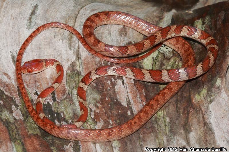Red Blunthead Tree Snake (Imantodes gemmistratus latistratus)
