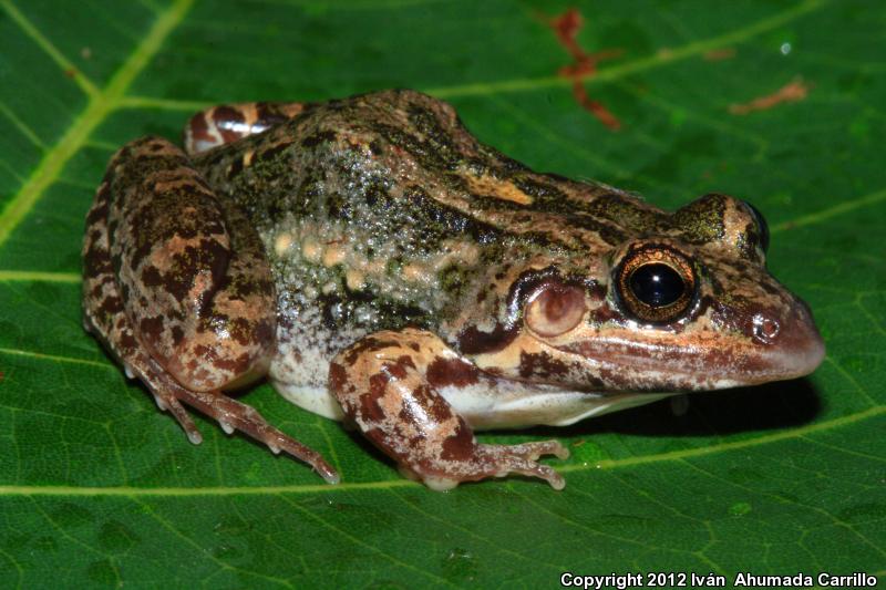 Mexican White-lipped Frog (Leptodactylus fragilis)