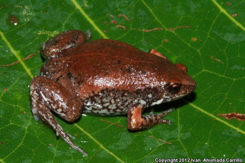 Two-spaded Narrow-mouthed Toad (Gastrophryne usta)