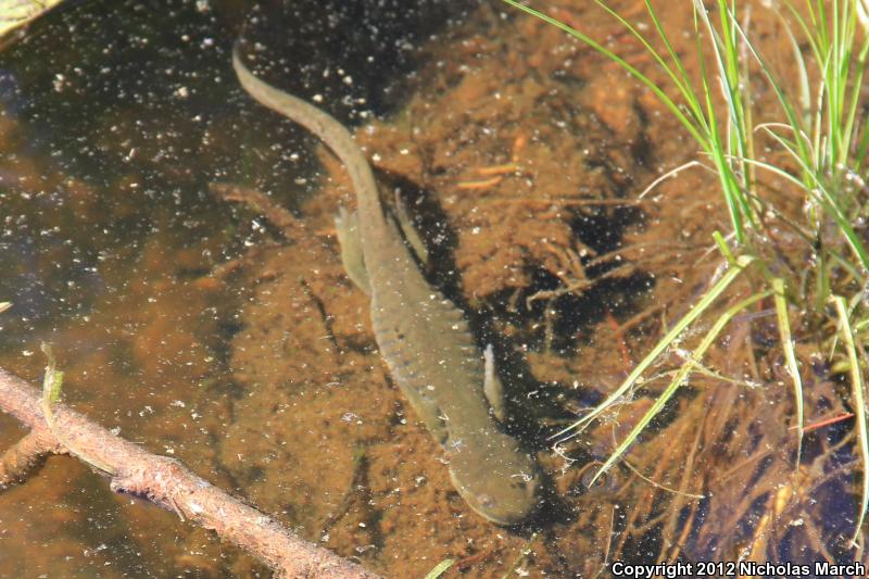 Blotched Tiger Salamander (Ambystoma mavortium melanostictum)