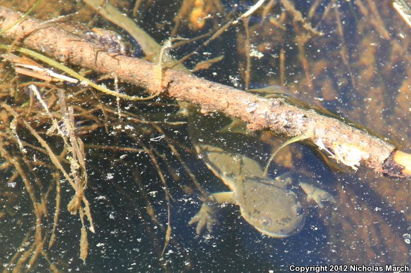 Blotched Tiger Salamander (Ambystoma mavortium melanostictum)