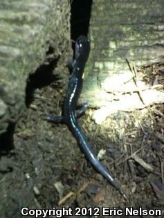 Chattahoochee Slimy Salamander (Plethodon chattahoochee)