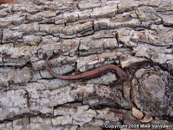 Eastern Red-backed Salamander (Plethodon cinereus)