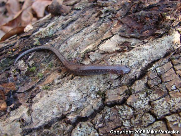 Eastern Red-backed Salamander (Plethodon cinereus)