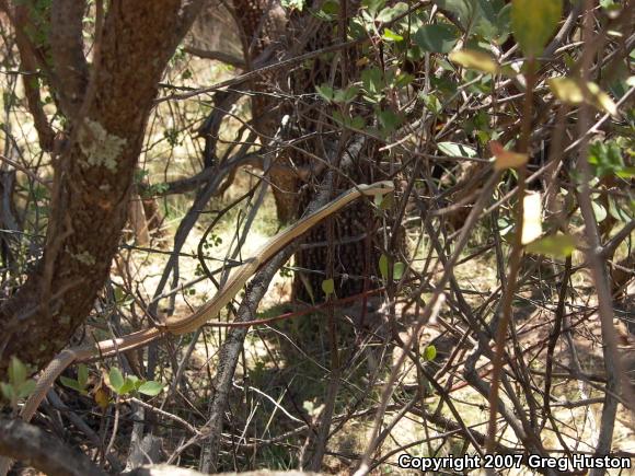 Sonoran Whipsnake (Coluber bilineatus)