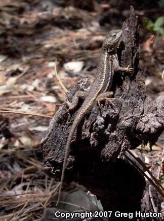 Striped Plateau Lizard (Sceloporus virgatus)