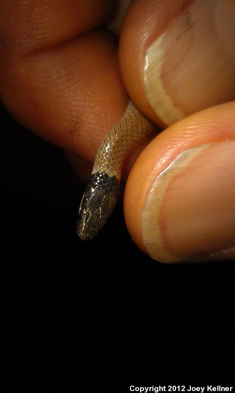 Yaqui Black-headed Snake (Tantilla yaquia)