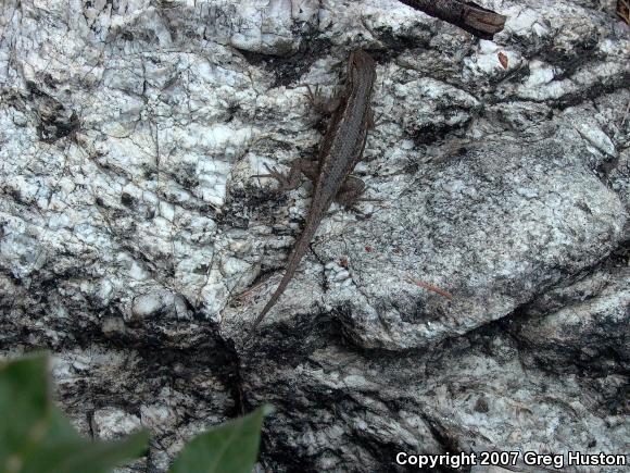 Southwestern Fence Lizard (Sceloporus cowlesi)