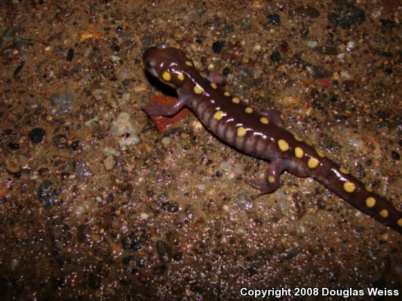 Spotted Salamander (Ambystoma maculatum)