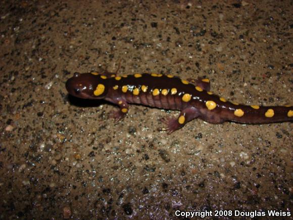 Spotted Salamander (Ambystoma maculatum)