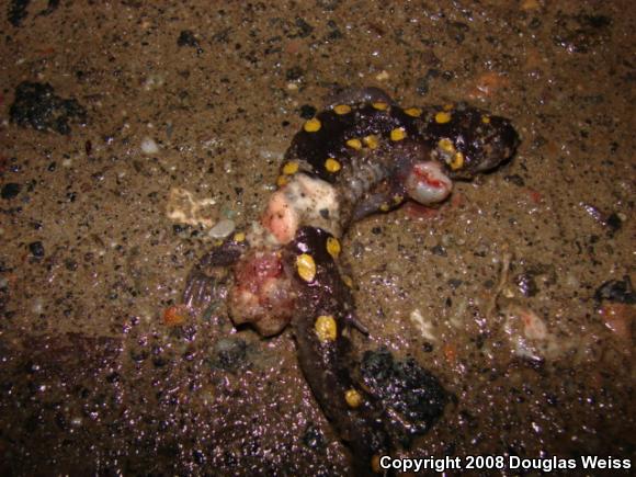 Spotted Salamander (Ambystoma maculatum)